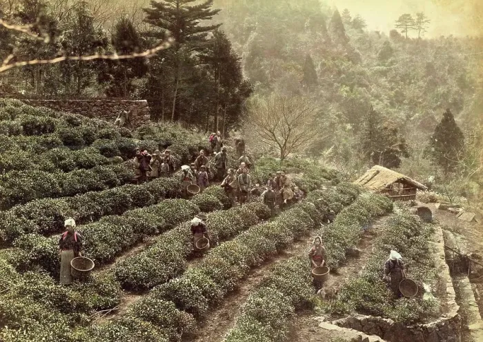 Framed Print : Tea plantation, cultivation and harvesting of tea, around 1870, Japan, Historic, digitally restored reproduction from an original of the time Framed Print : Tea plantation, cultivation and harvesting of tea, around 1870, Japan, Historic, digitally restored reproduction from an original of the time