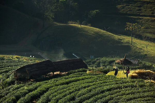 Tea plantation at Doi Angkhang