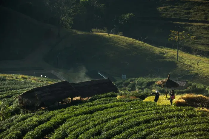 Framed Print : Tea plantation at Doi Angkhang Framed Print : Tea plantation at Doi Angkhang