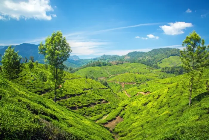 Framed Print : Tea plantation in India Framed Print : Tea plantation in India