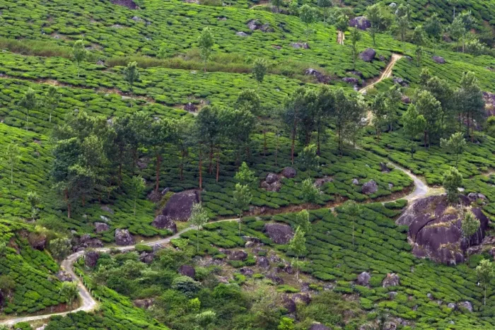 Framed Print : Tea plantation in Kerala Framed Print : Tea plantation in Kerala