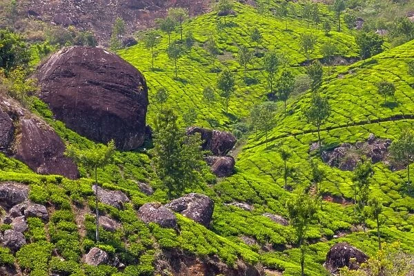 Tea plantation in Kerala