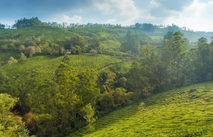 Framed Print : Tea plantation in Kerala Framed Print : Tea plantation in Kerala