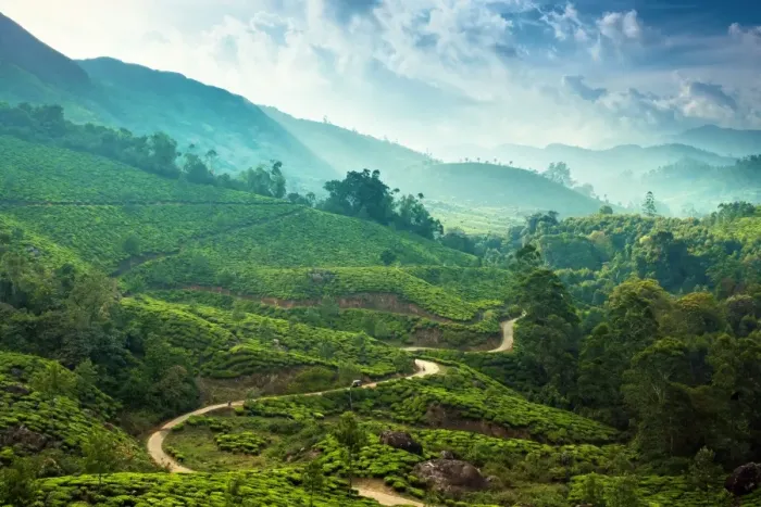 Framed Print : Tea plantation in Kerala