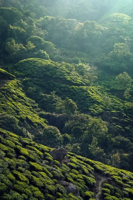 Framed Print : Tea plantation in Kerala