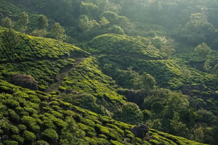 Framed Print : Tea plantation in Kerala
