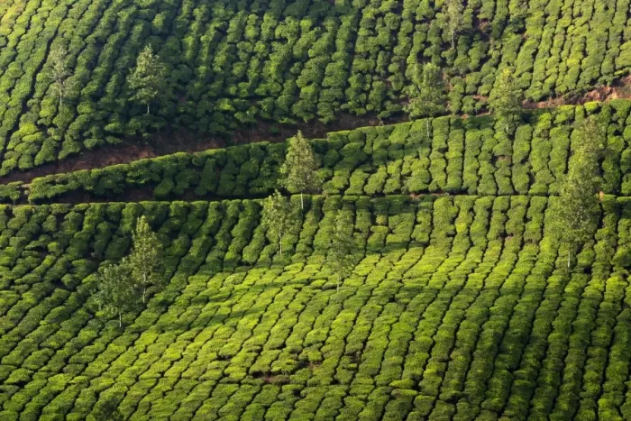 Framed Print : Tea plantation in Kerala Framed Print : Tea plantation in Kerala