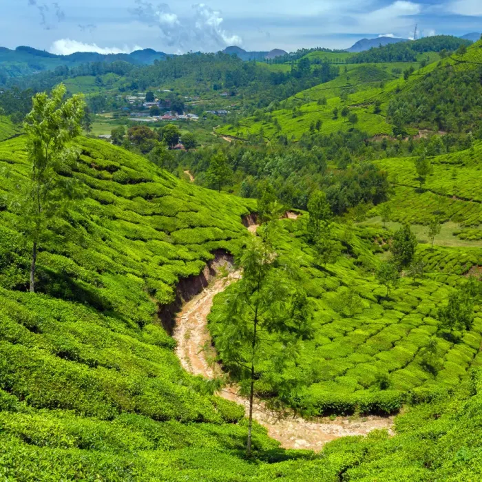 Framed Print : Tea plantation in Kerala Framed Print : Tea plantation in Kerala