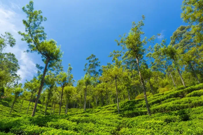 Framed Print : Tea plantation in Kerala Framed Print : Tea plantation in Kerala
