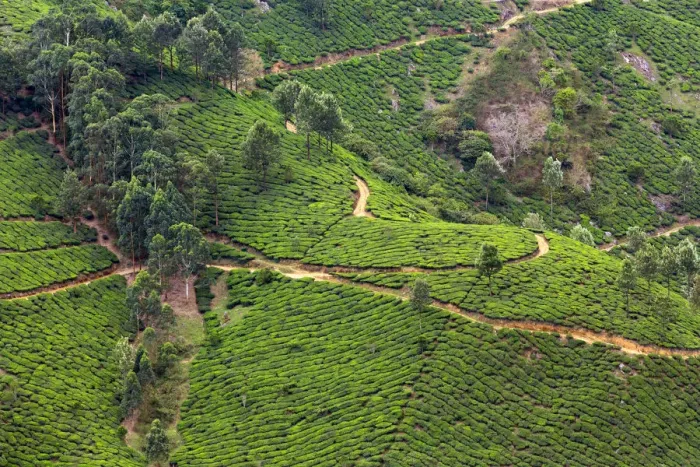 Framed Print : Tea plantation in Kerala Framed Print : Tea plantation in Kerala