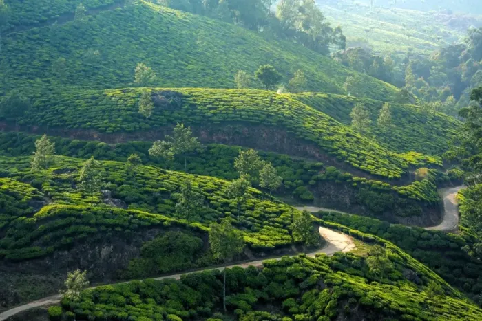 Framed Print : Tea plantation in Kerala, India Framed Print : Tea plantation in Kerala, India