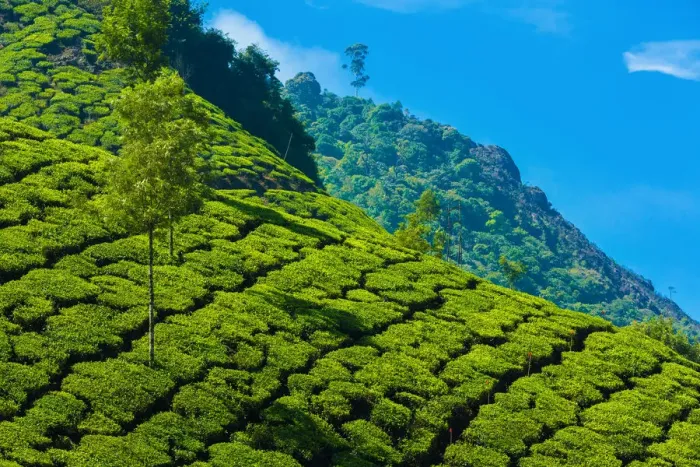Framed Print : Tea plantation in Kerala, India Framed Print : Tea plantation in Kerala, India