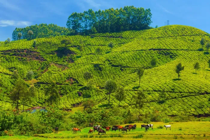 Framed Print : Tea plantation in Kerala, India