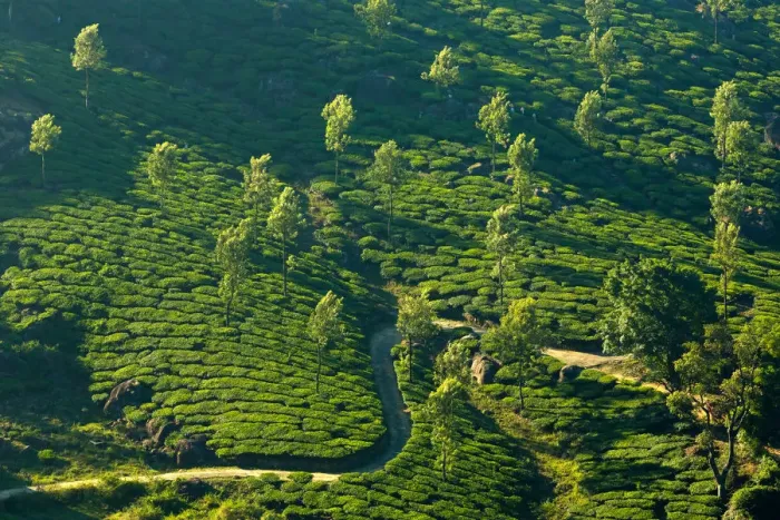 Framed Print : Tea plantation in Kerala, India Framed Print : Tea plantation in Kerala, India
