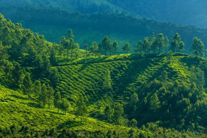 Framed Print : Tea plantation landscape Framed Print : Tea plantation landscape