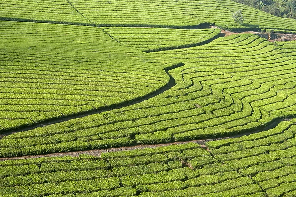 Tea plantation in a slope
