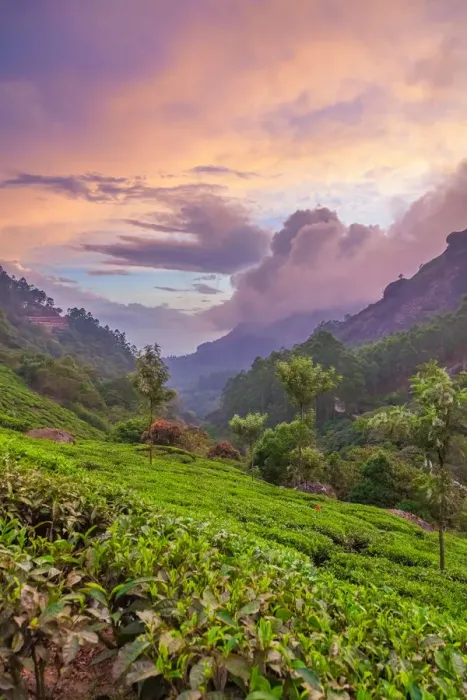 Framed Print : Tea plantations at dusk Framed Print : Tea plantations at dusk
