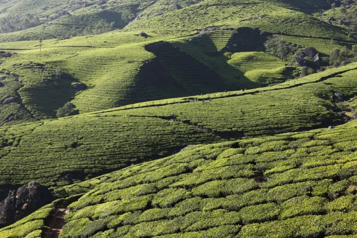 Framed Print : Tea plantations, highlands around Munnar, Western Ghats, Kerala, India, South Asia, Asia Framed Print : Tea plantations, highlands around Munnar, Western Ghats, Kerala, India, South Asia, Asia