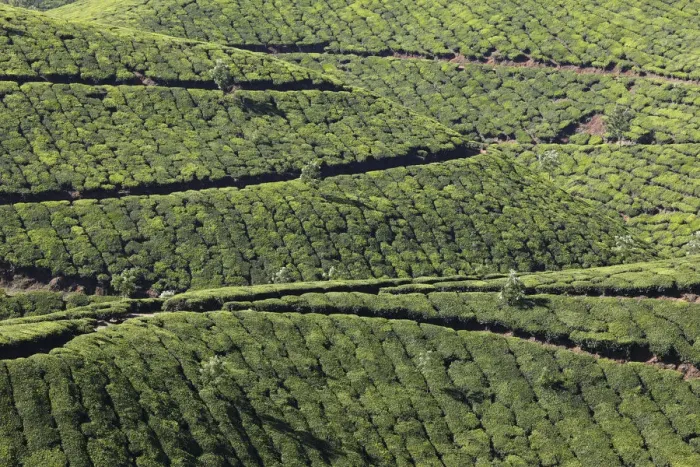Framed Print : Tea plantations, highlands around Munnar, Western Ghats, Kerala, India, South Asia, Asia Framed Print : Tea plantations, highlands around Munnar, Western Ghats, Kerala, India, South Asia, Asia