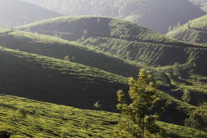 Framed Print : Tea plantations, highlands around Munnar, Western Ghats, Kerala, India, South Asia, Asia Framed Print : Tea plantations, highlands around Munnar, Western Ghats, Kerala, India, South Asia, Asia