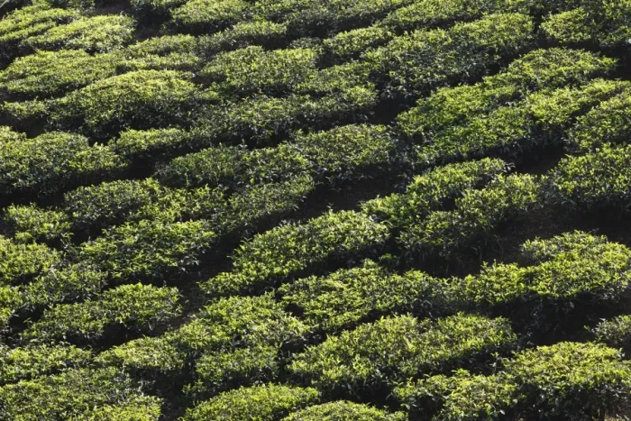 Framed Print : Tea plantations in the highlands around Munnar, Western Ghats, Kerala, India, South Asia, Asia