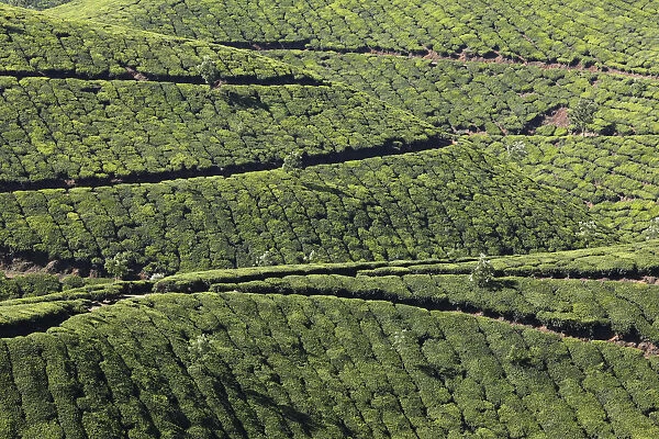 Tea plantations, highlands around Munnar, Western Ghats, Kerala, India, South Asia, Asia