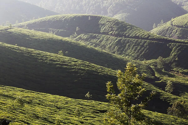 Tea plantations, highlands around Munnar, Western Ghats, Kerala, India, South Asia, Asia