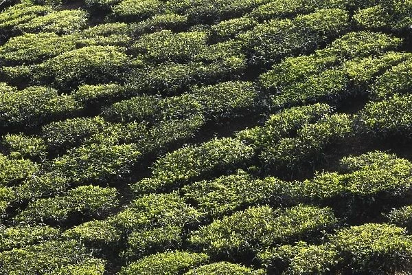 Tea plantations in the highlands around Munnar, Western Ghats, Kerala, India, South Asia, Asia