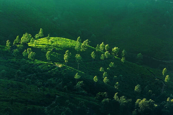 Tea plantations in India at sunrise