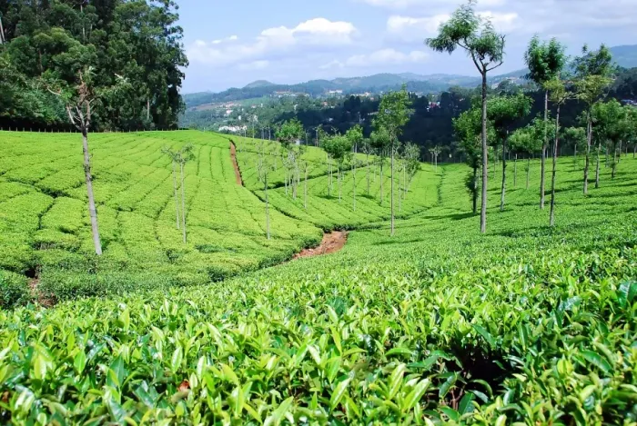 Framed Print : Tea plantations near Coonoor Framed Print : Tea plantations near Coonoor