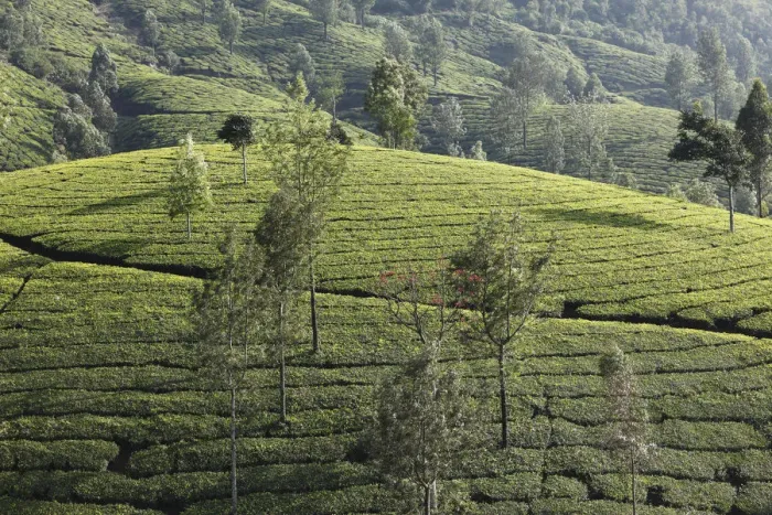 Framed Print : Tea plantations with trees in the highlands around Munnar, Western Ghats, Kerala, India, South Asia, Asia Framed Print : Tea plantations with trees in the highlands around Munnar, Western Ghats, Kerala, India, South Asia, Asia