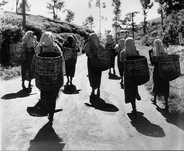Tea Time. 11th January 1960: Tea estate workers make their way home after