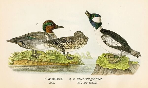 Teal bird lithograph 1890