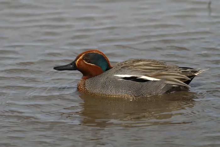 Framed Print : Teal duck -Anas crecca-, swimming drake, Camargue, France, Europe
