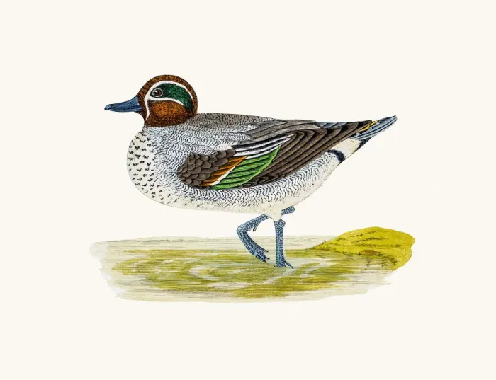 Framed Print : Teal Duck Waterfowl bird Framed Print : Teal Duck Waterfowl bird