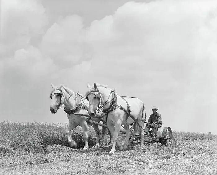 Framed Print : Team of Horses Plowing Field Framed Print : Team of Horses Plowing Field