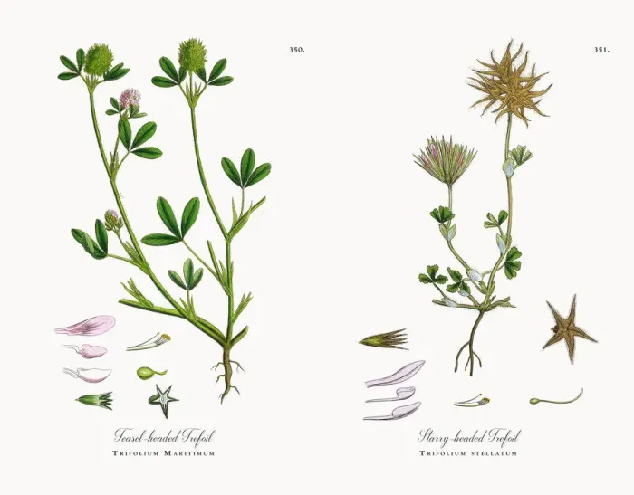 Framed Print : Teasel-headed Trefoil, Trifolium Maritimum, Victorian Botanical Illustration, 1863 Framed Print : Teasel-headed Trefoil, Trifolium Maritimum, Victorian Botanical Illustration, 1863