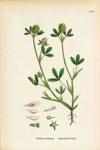 Teasel-headed Trefoil, Trifolium Maritimum, Victorian Botanical Illustration, 1863