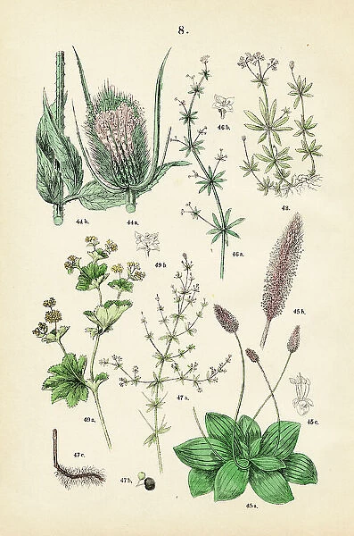Teasel, hoary plantain, cleavers, rose madder, sweet woodruff, lady's mantle - Botanical illustration 1883