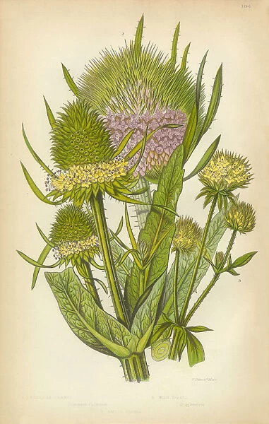 Teasel, Teazel, Teazle, Dipsacus, Victorian Botanical Illustration