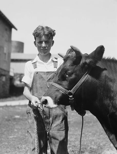 Teenage farm boy wearing bib overalls, holding Jersey bull