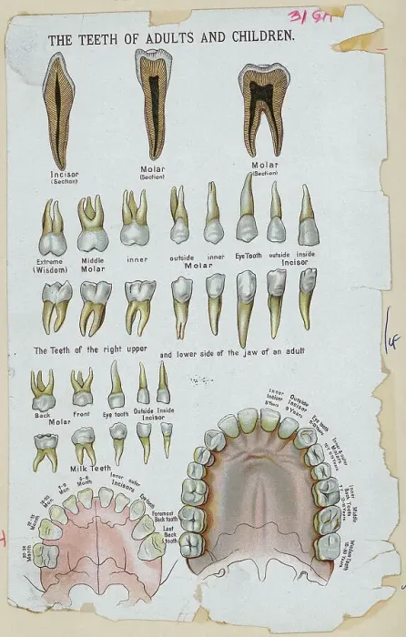Framed Print : Teeth of Adults and Children Framed Print : Teeth of Adults and Children