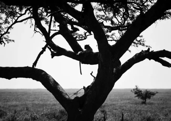 Framed Print : The Tell-Tail Signs of a Leopard Framed Print : The Tell-Tail Signs of a Leopard