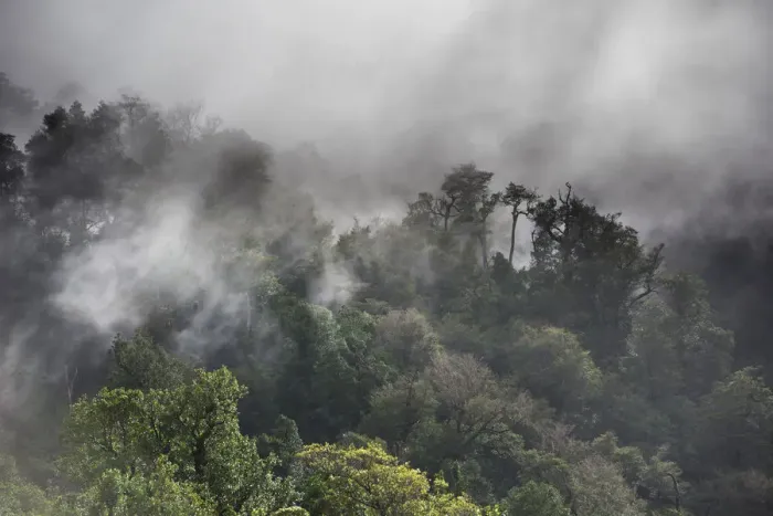 Framed Print : Temperate rain forest and fog, Cisnes, Aysen Province, Chile Framed Print : Temperate rain forest and fog, Cisnes, Aysen Province, Chile