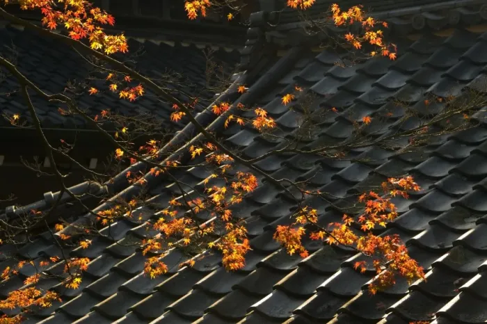 Framed Print : Temple roof detail and Japanese maple, Kyoto, Honshu, Japan Framed Print : Temple roof detail and Japanese maple, Kyoto, Honshu, Japan