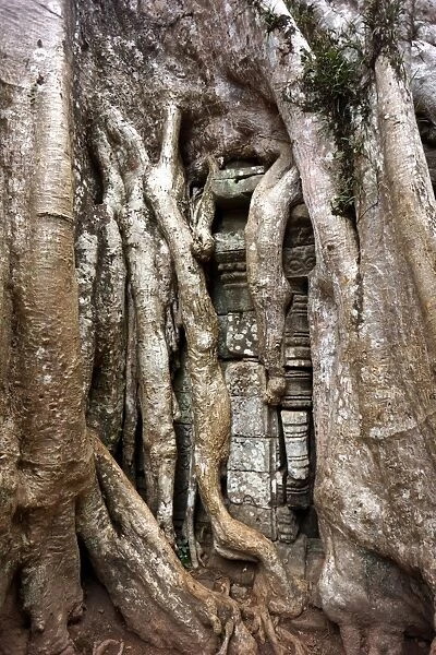 Temple swallowed by strangling tree roots