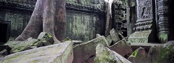 Temple and tree at Angkor