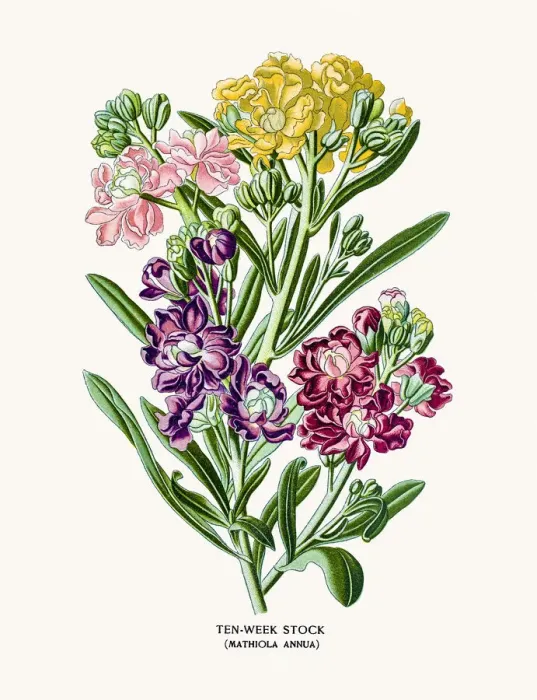 Framed Print : Ten-Week Stock flowers (matthiola ) Framed Print : Ten-Week Stock flowers (matthiola )
