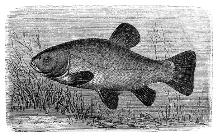 Framed Print : The tench or doctor fish (Tinca tinca) Framed Print : The tench or doctor fish (Tinca tinca)