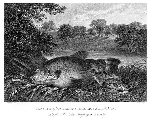 Tench fish engraving 1802
